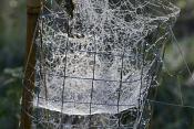 dauw in spinnenweb 10-2024 1462